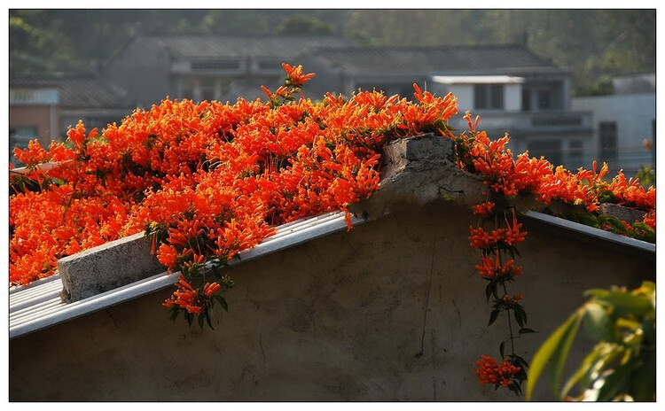 漢檸凌霄花苗炮仗花攀援花卉紅爆竹花炮仗花樹苗可盆栽庭院閣樓別墅