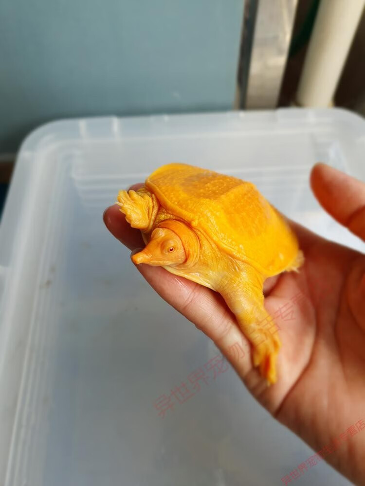 红眼白化鳖变异鳖变异王八甲鱼苗黄金甲鱼山瑞黄金鳖苗珍珠鳖 黄金鳖8