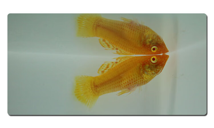 球玛丽玛丽鱼剑尾鱼金银黑玛丽热带活体观赏鱼胎生淡水鱼 银玛丽10条