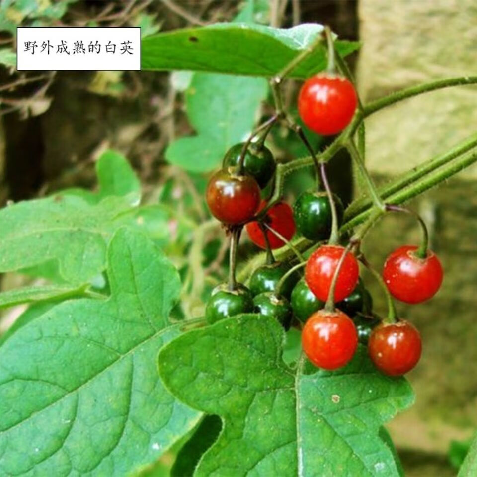 伟博白英老藤白毛藤中药材干品排风藤蜀羊泉飞扬草白乳草 250g/试用