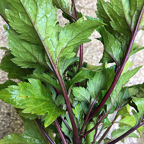 伟博新鲜红艾草 鸭脚艾 红陈艾 可批发现采现发【9月24日发完】 500g