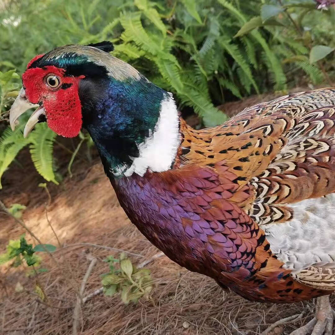 山鸡正宗生态散养七彩山鸡 活体鸡成年鸡 成年山鸡(3母)【图片 价格