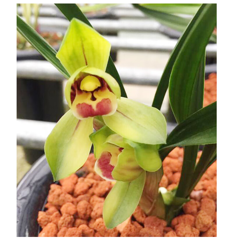 华香园兰花 红唇荷 矮种荷瓣红舌 兰花苗浓香型不带花苞办公室内盆栽