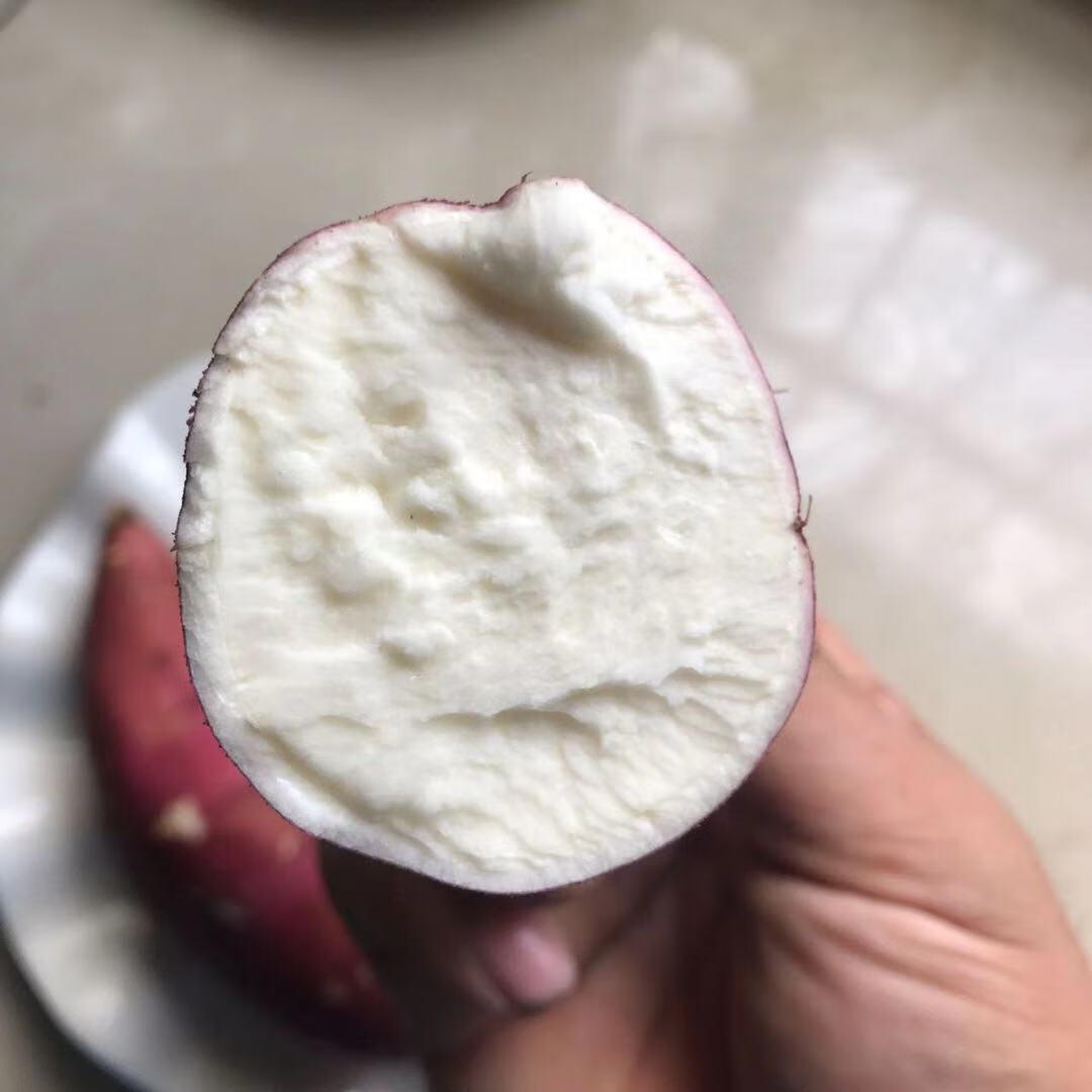 现挖白心板栗红薯新鲜10斤粉糯甜山芋甘薯白肉白瓤