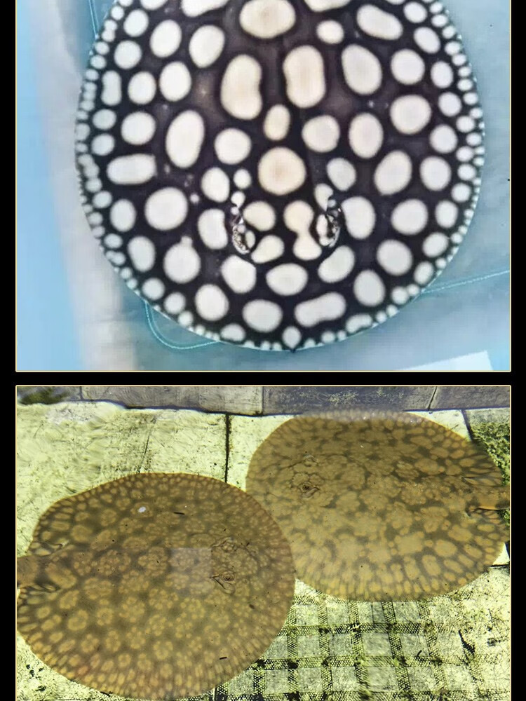 荣郁魟鱼皇冠黑白活体米克斯珍珠虹鱼皇冠黑金黑帝魟鱼活体观赏鱼5a