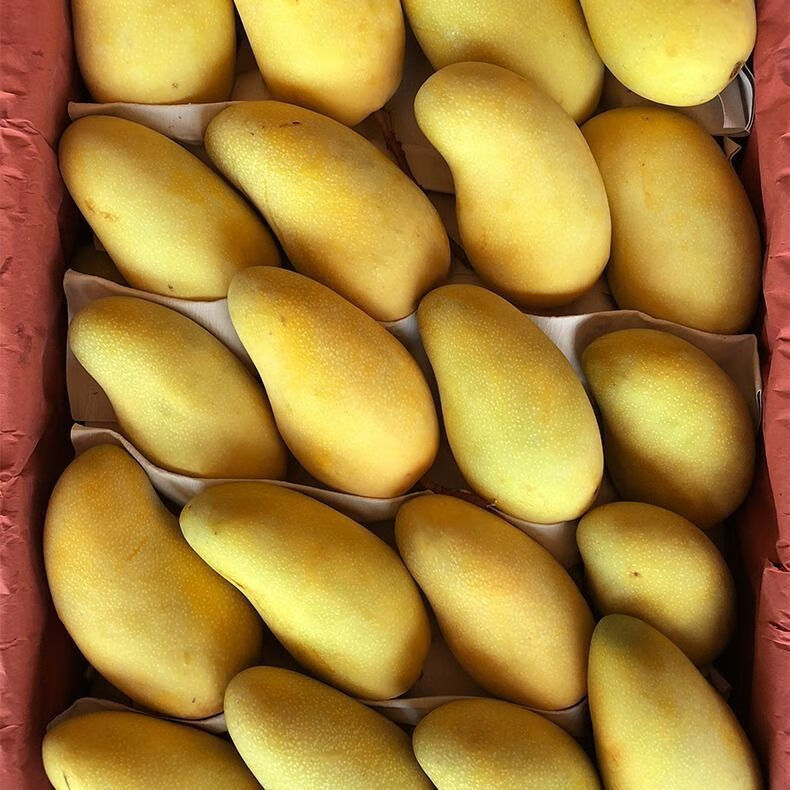 fgacct(顺丰/中通当天发货)海南金煌芒 现摘礼盒装 水仙芒新鲜大芒果