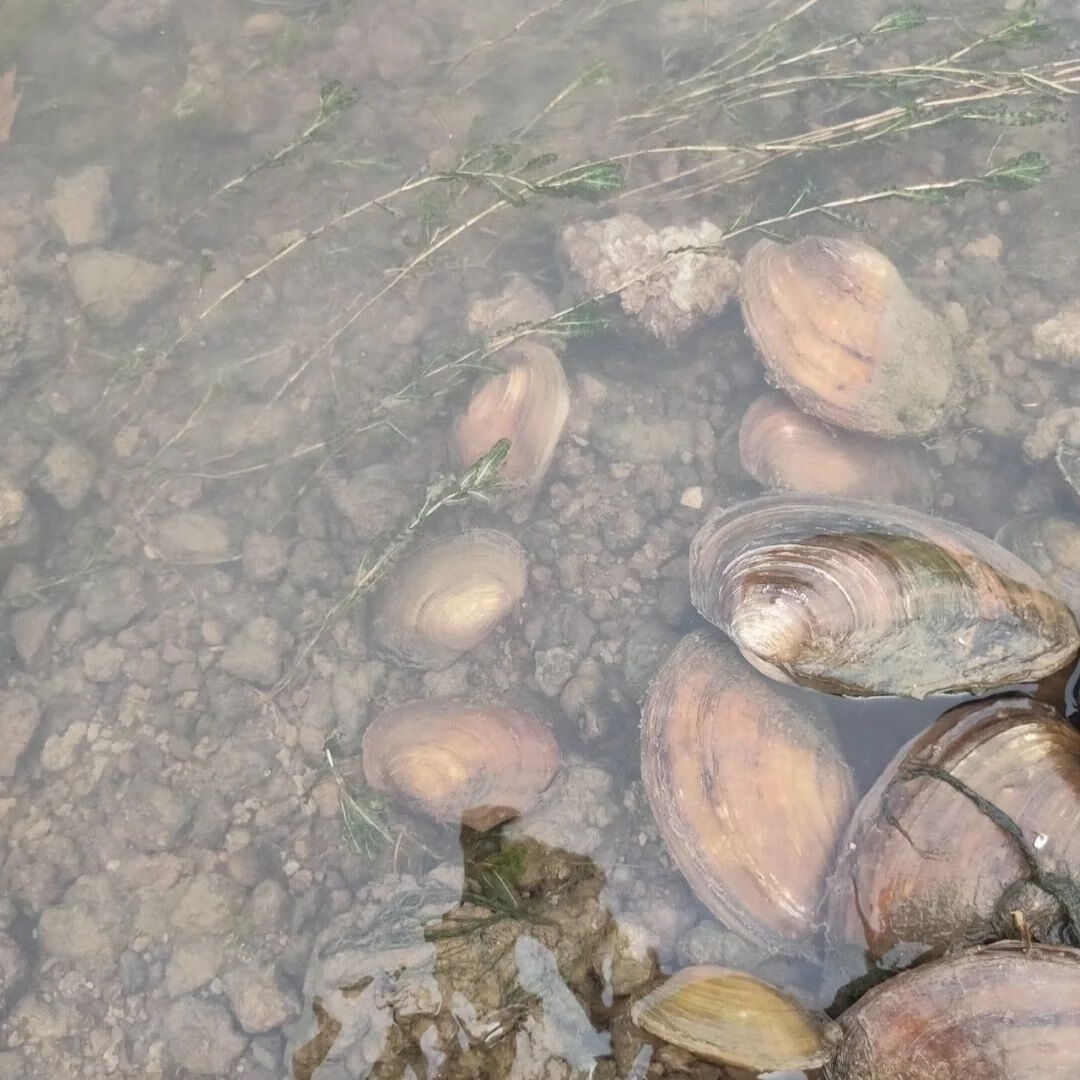 河蚌鰟鮍魚繁殖組合蚌 淡水河蚌淨化水質 專吃魚類分