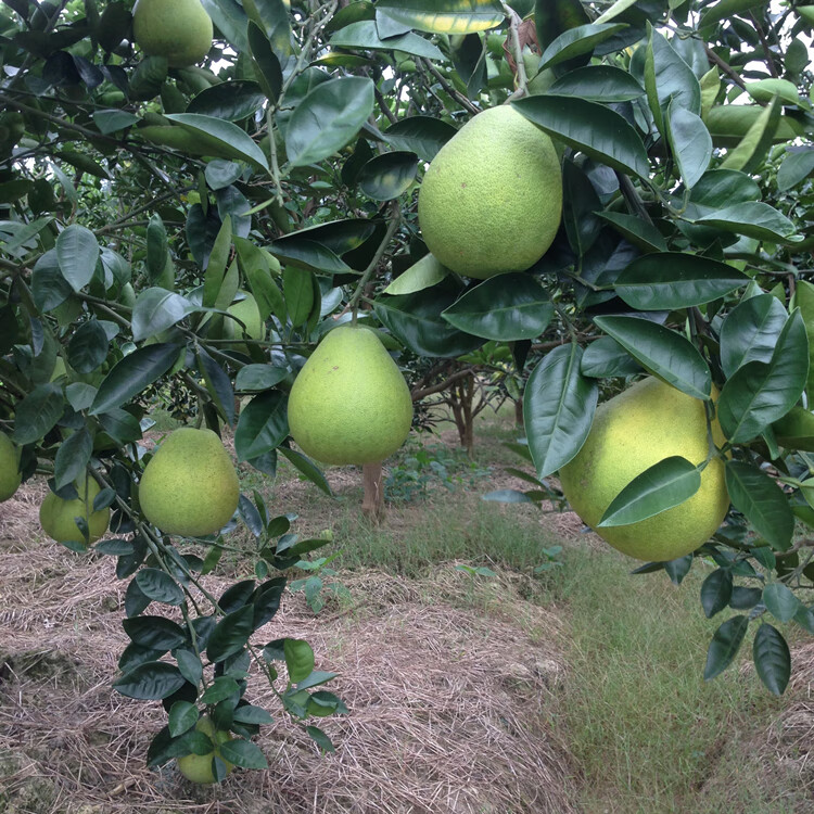 正宗安福蚕子江西特产萍乡吉安新鲜柚子水果井冈山金兰柚5斤10斤精选