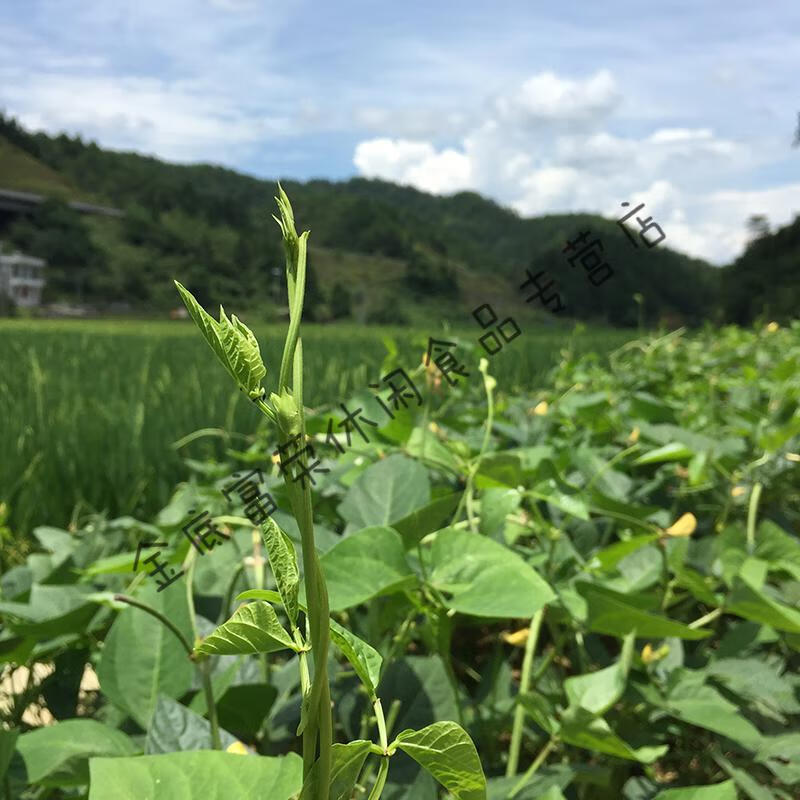 湖南农家特产豆叶干白饭豆角豇豆叶干蔬菜炎陵客家下饭菜250g【图片