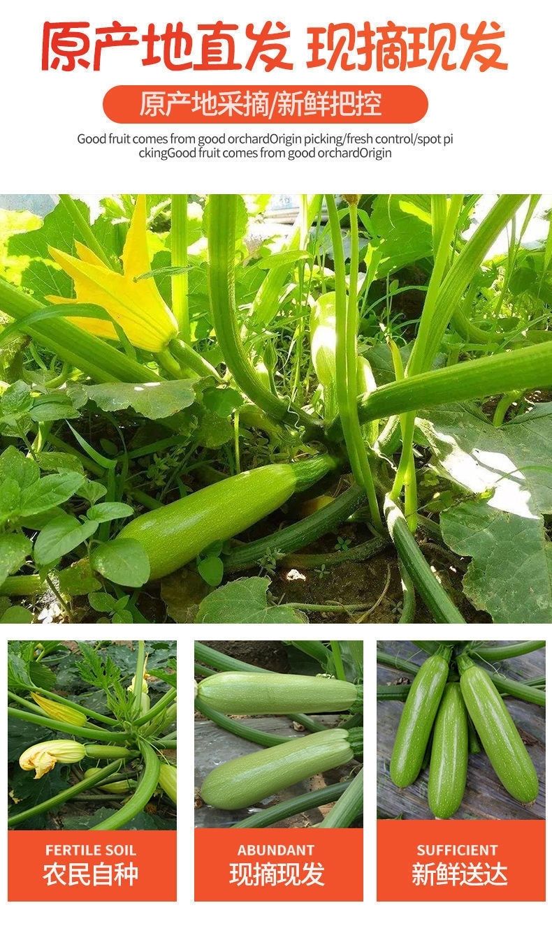 云南蔬菜10西葫芦1斤三月瓜角瓜应季新鲜批发一整件特价茭瓜5普通果3