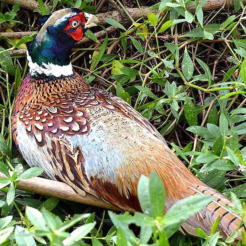 活体七彩山鸡农家散养鲜活山鸡七彩山鸡包活到家 山鸡饲料5斤【图片