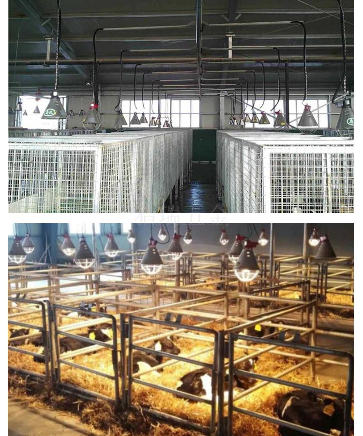 大棚增温灯保温灯泡养殖猪用取暖灯仔猪小猪小鸡鸭育雏保暖养殖场灯
