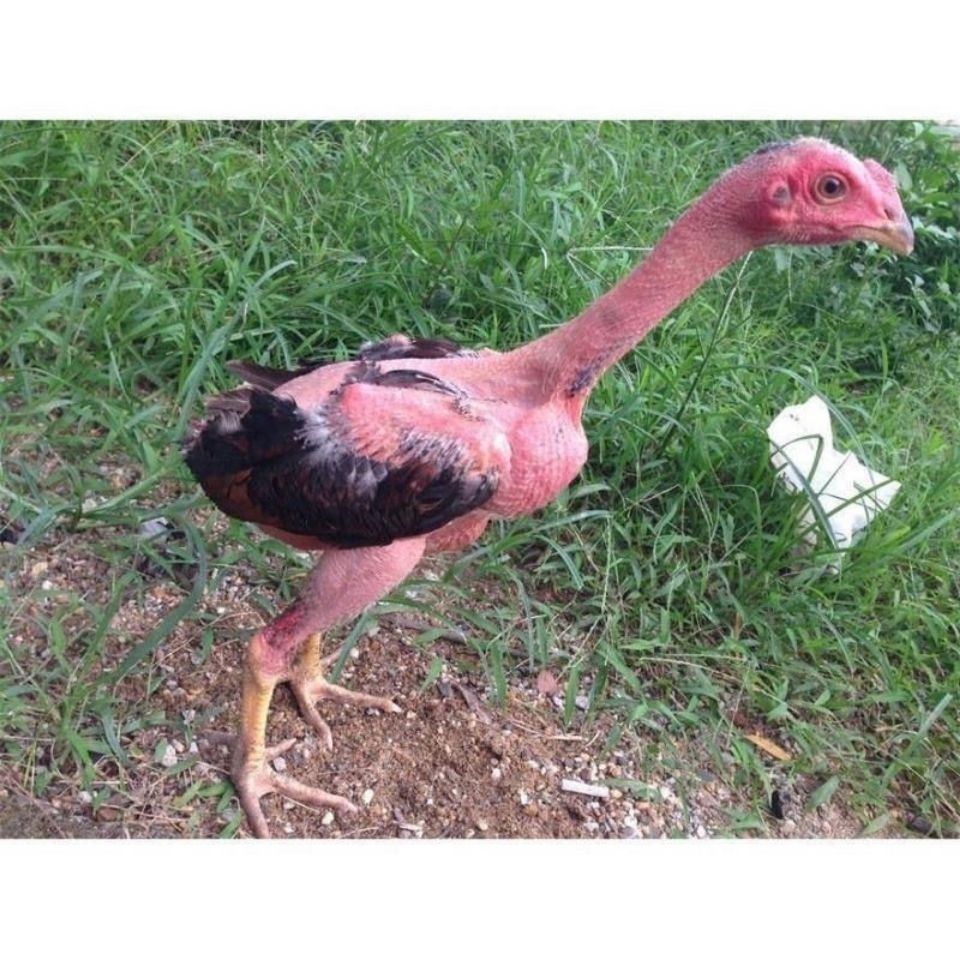 斗鸡苗活体半斤越南纯种鬼子小斗鸡一公一母中原泰国越南成年斗鸡苗