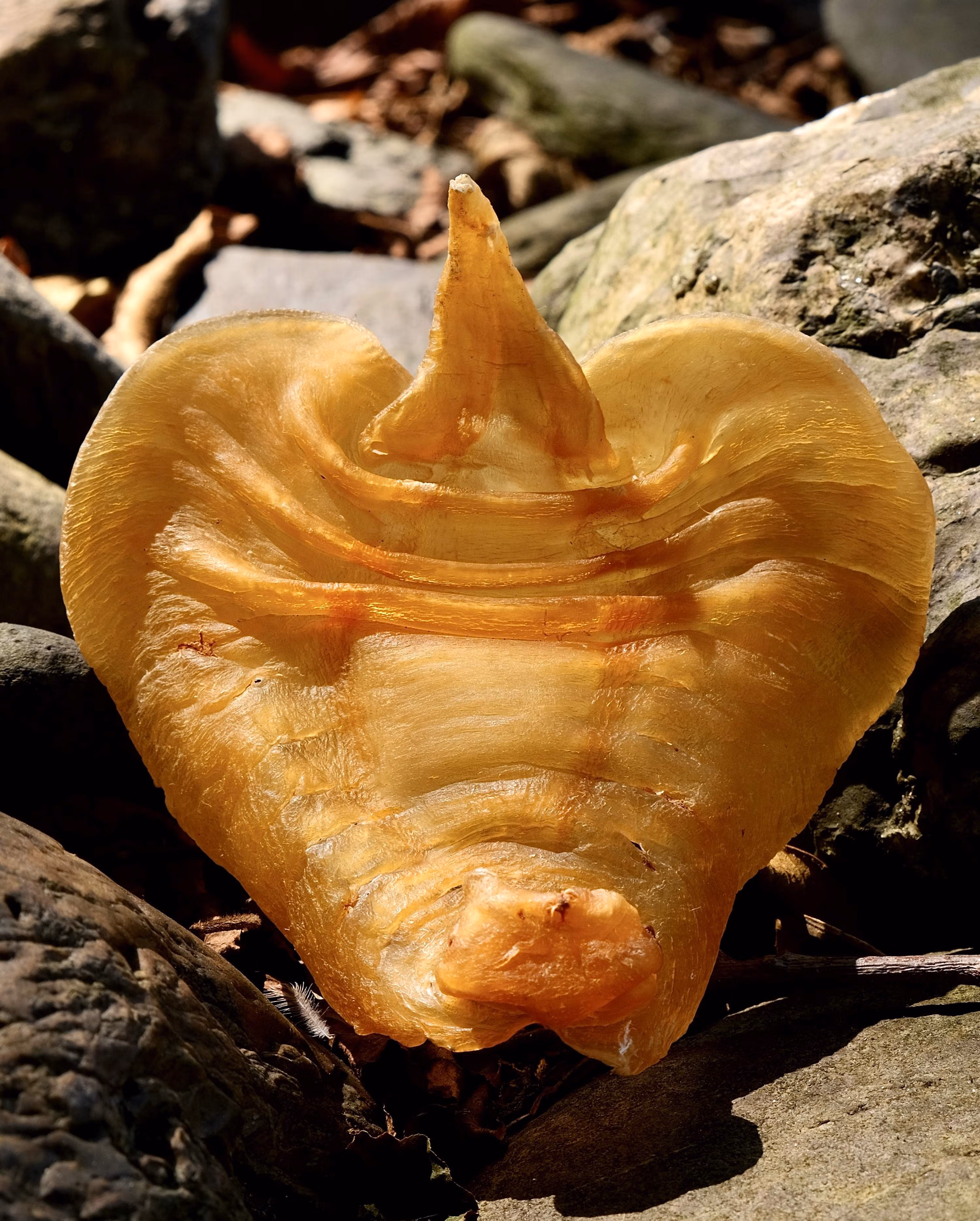 陈年老胶湛江赤嘴鳘鱼胶公肚深海花胶干货孕妇滋补鳌8个/250g【图片