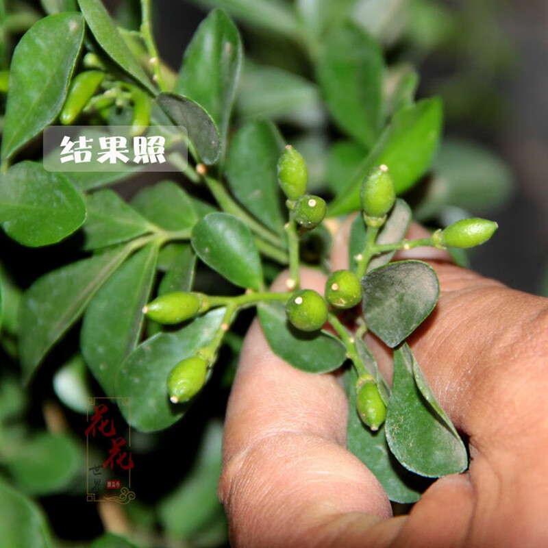 九里香中大型盆栽开花芳香花卉植物室内观花观果植物七里香千里香8年