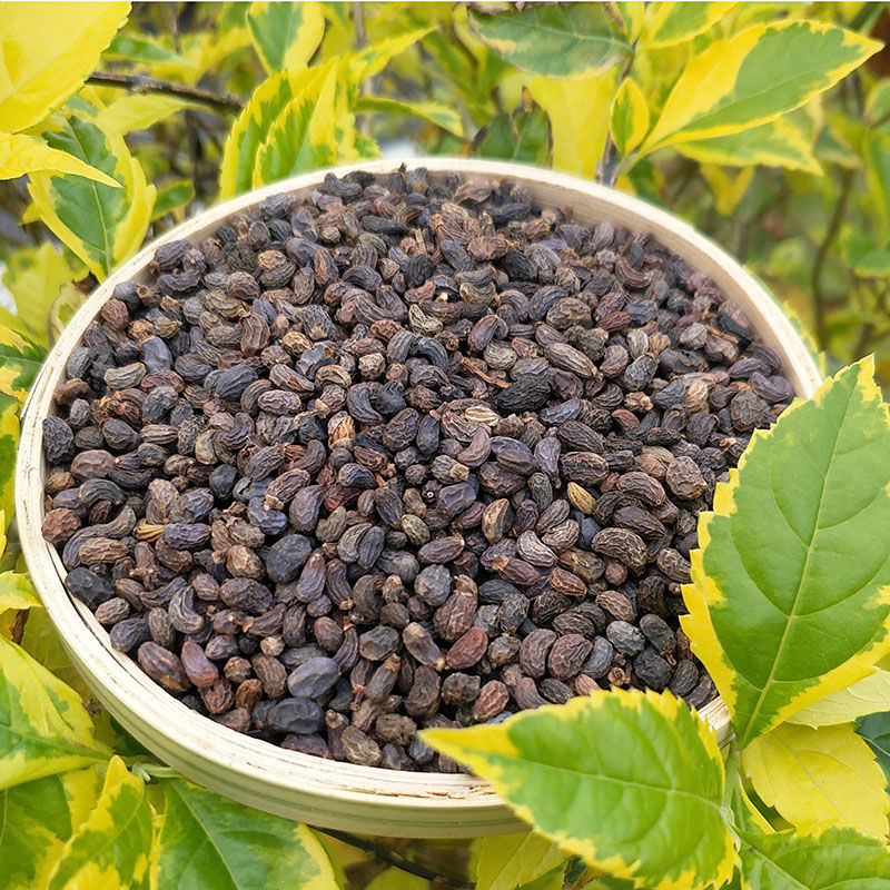 中药材女贞子冬青籽 冬青子 精选女贞子泡酒煲汤 500g精选女贞子
