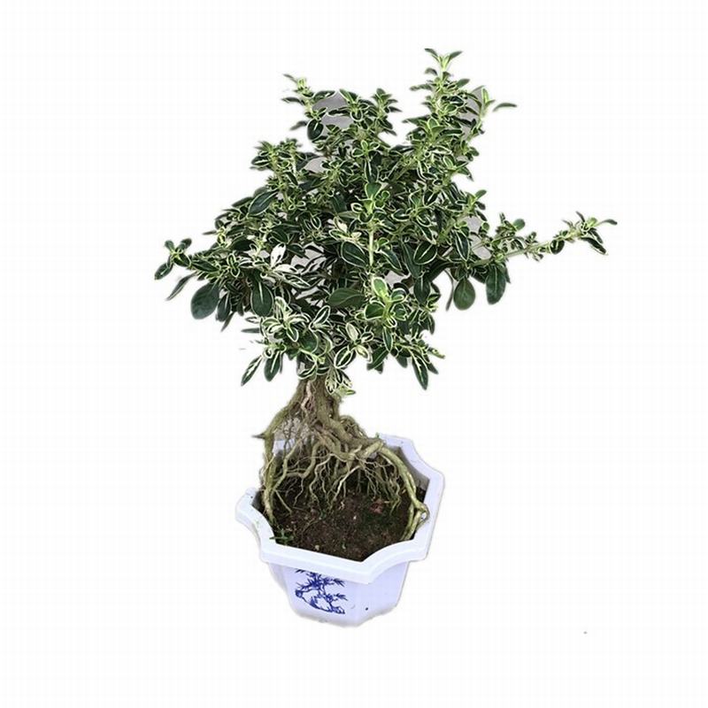 六月雪 盆景提根造型悬崖6月开花犹如六月飘雪盆栽四季常青植物 提根