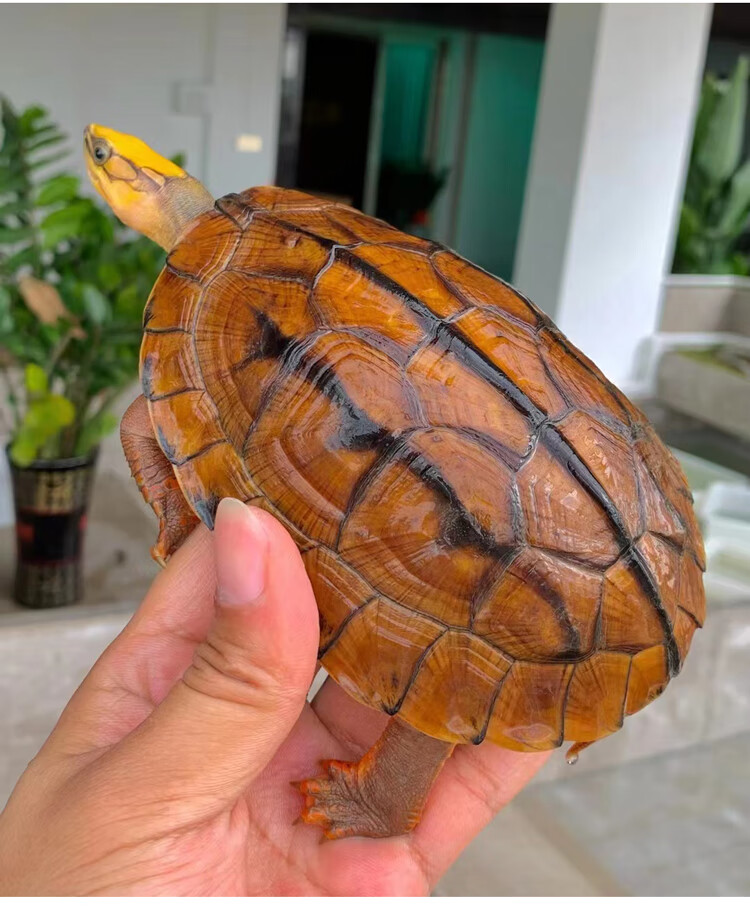 纯种三线闭壳龟苗越南米底金钱龟幼龟观赏宠物正宗海南大黄头君吻