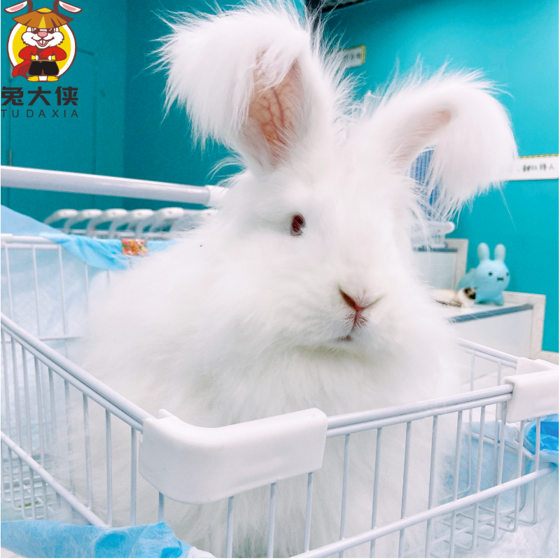 安哥拉巨兔宠物巨型活体兔子白色长毛大型兔子宿舍好养网红兔【图片