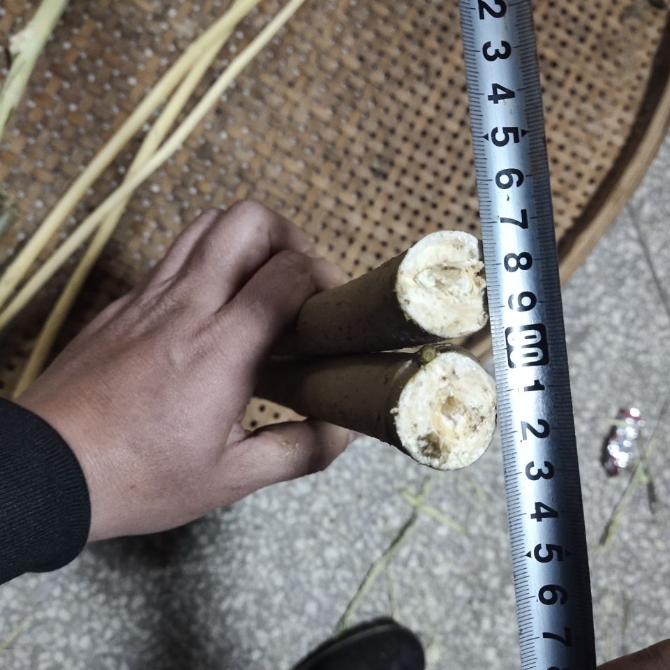 野生新鲜现采带皮桑枝棒经络养生拍打棒干桑枝条桑木棍破关桑树枝 破