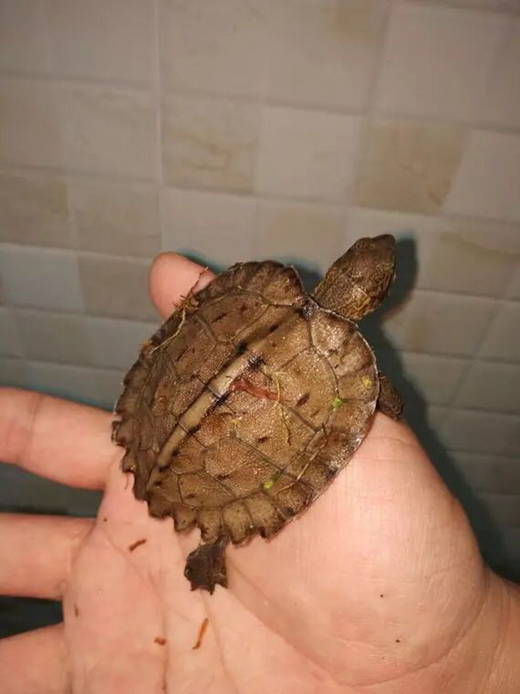 ajaj亚洲巨型龟亚巨乌龟观赏种龟苗草龟大型素食吃蔬菜水果半水龟宠物