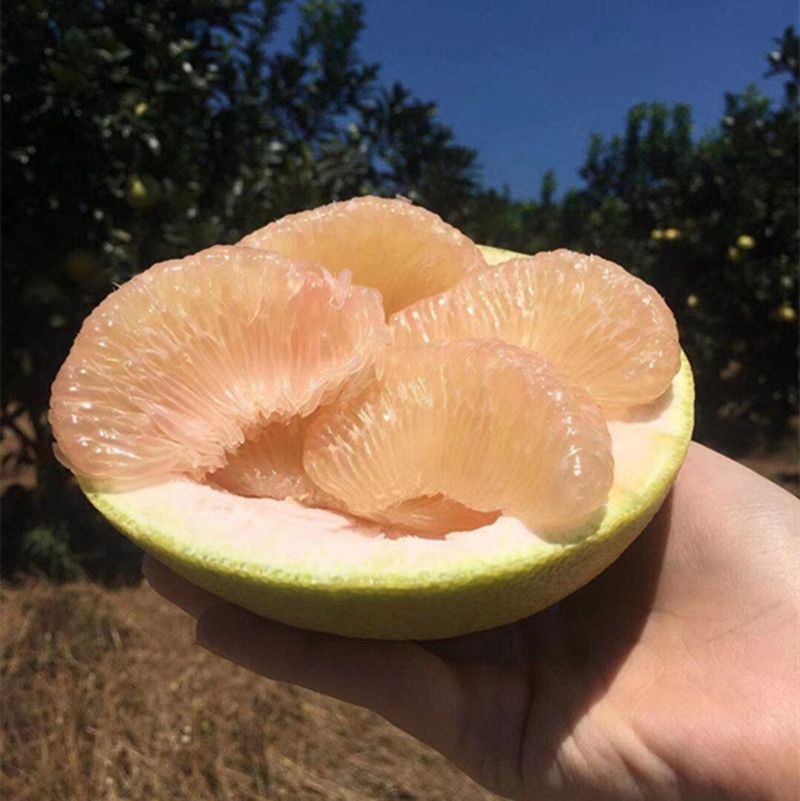 正宗福建度尾文旦柚红心柚48年老树应季孕妇新鲜柚子自家果园 1个试吃