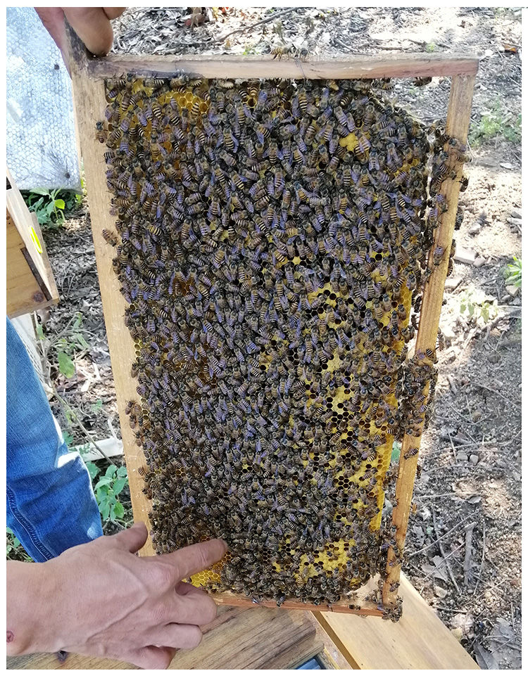 中蜂蜂王活体阿坝王优质产卵双色开产王包活红环王高产种王处女王正宗