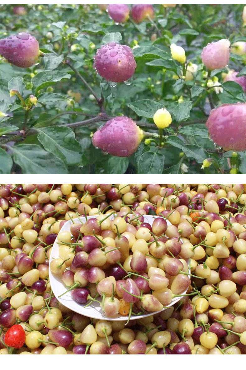 广西七彩椒5斤新鲜蔬菜小灯笼椒现摘五色椒脆口农家生微辣椒五彩椒5斤