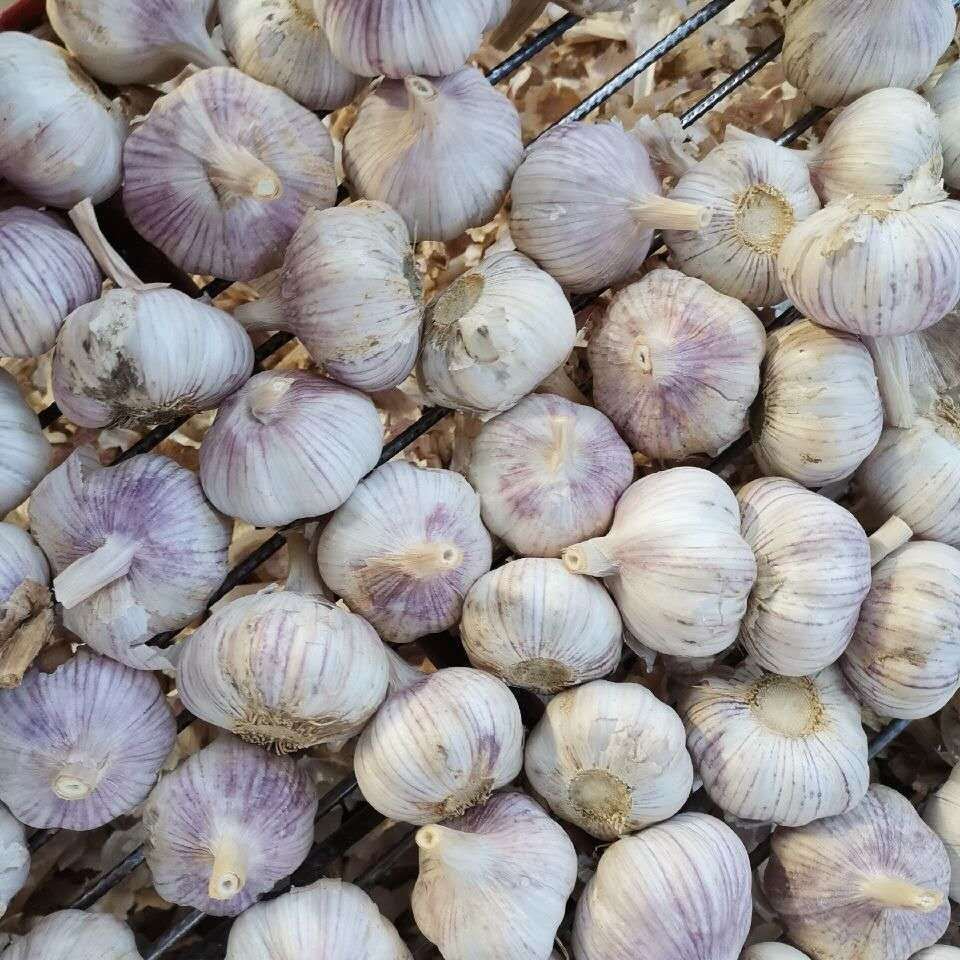 超低价山东金乡紫白皮大蒜干蒜新大蒜头精品蔬菜3510斤10斤精选中果