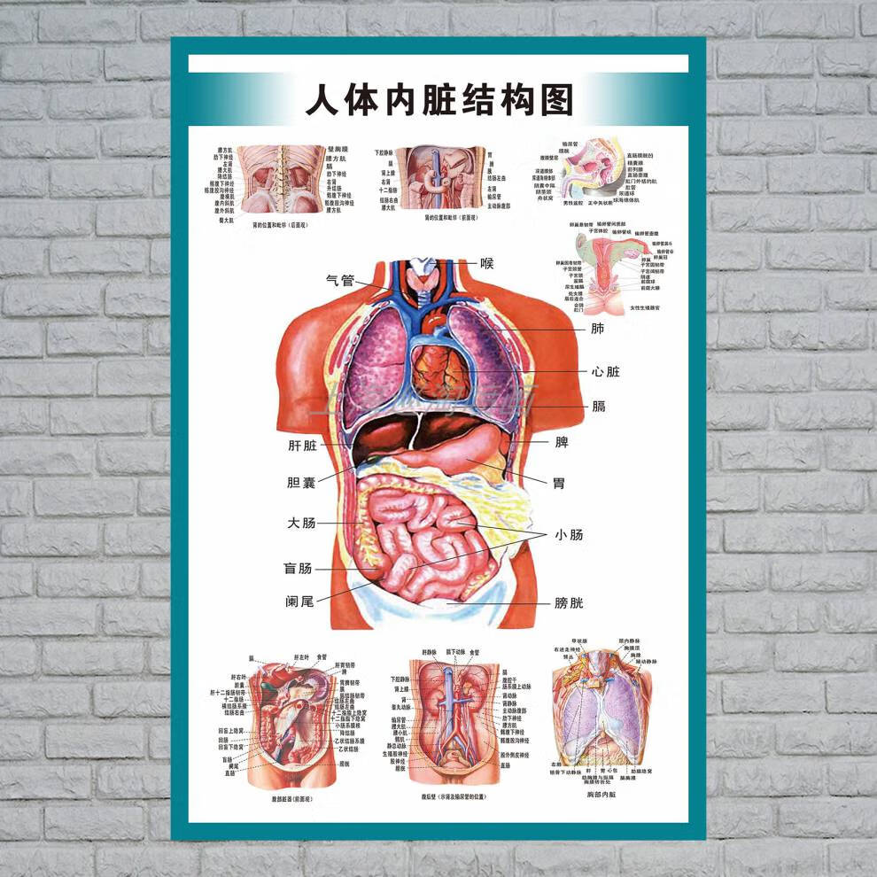 人体解剖结构示意图人体内脏解剖示意图医学宣传挂图人体器官心脏结构