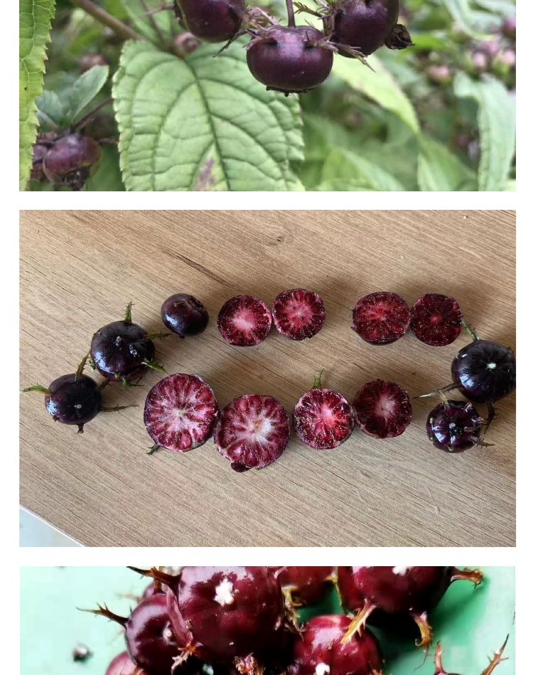 红果参水果贵族蜘蛛果稀奇古怪新鲜罕见稀有不常见当季野果一盒125g