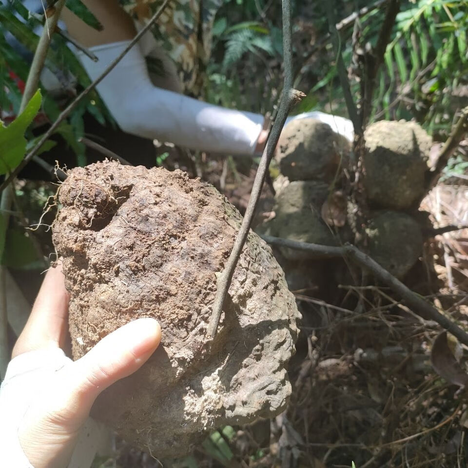 伟博新鲜薯莨血三七 染布薯 朱砂莲 红药子下单现采中药材 1kg(两斤)