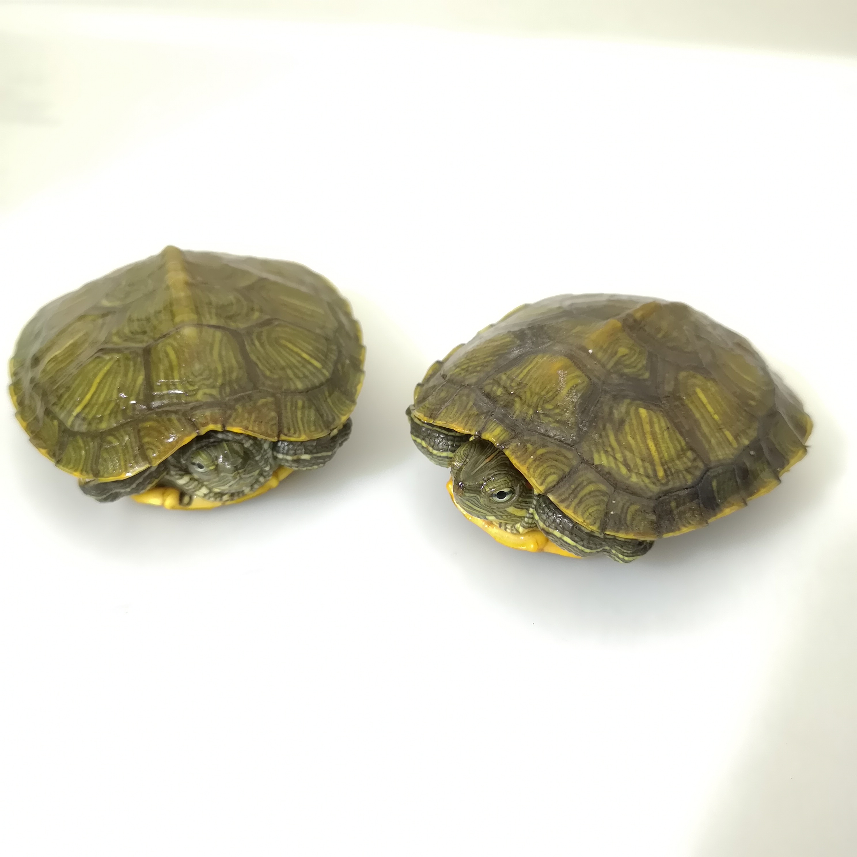 约见农资乌龟活物大巴西龟活体宠物龟长寿观赏龟绿色小彩龟水龟活物红