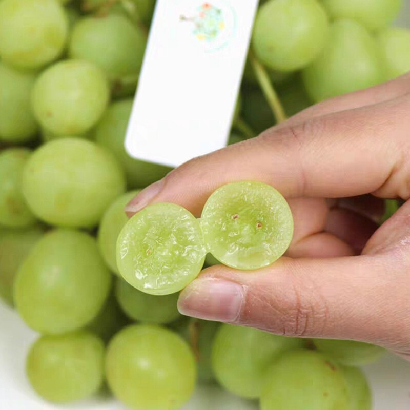 维多利亚青提 现货澳洲澳大利亚青提脆甜无籽秋天脆葡萄新鲜水果提子