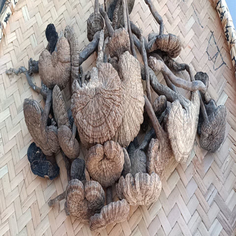 血灵芝云南深山野生乌香血灵芝假芝皱盖灵芝长颈灵芝250g250g