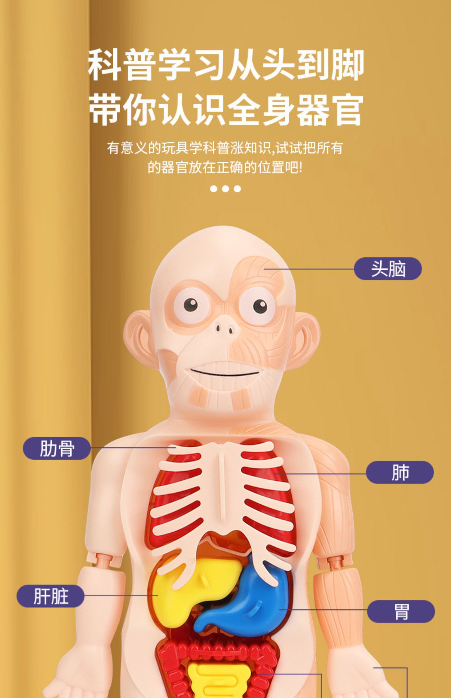 人体内脏模型医用介绍图片