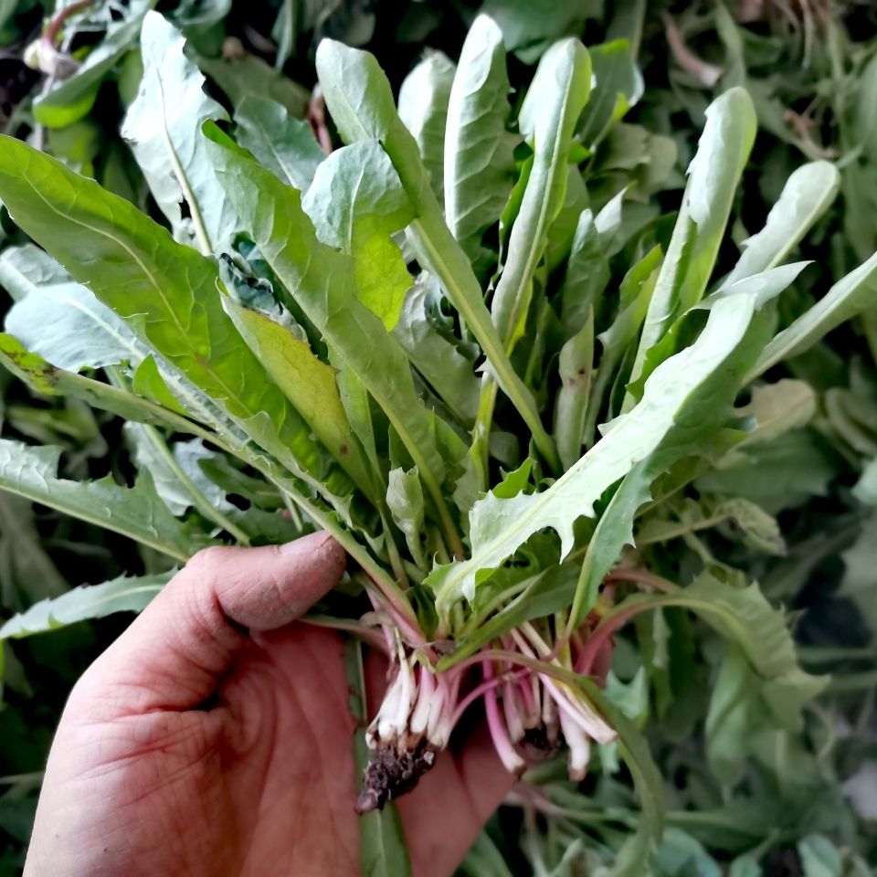 新鲜蒲公英野菜现挖山野菜婆婆丁花嫩叶草纯野菜苦菜东北蘸酱500g