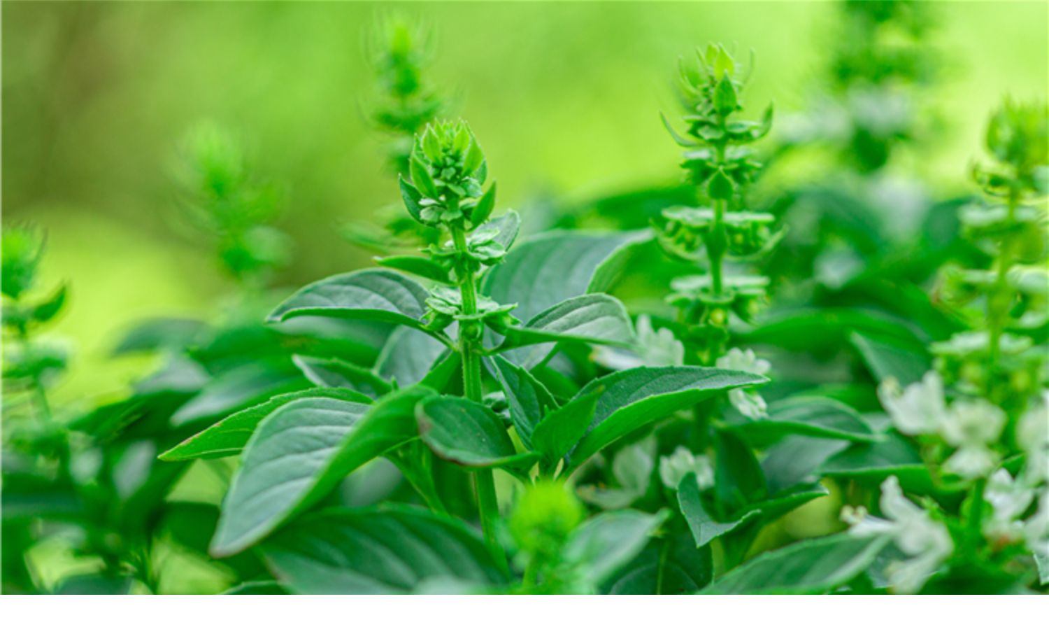 塔盆栽室内阳台金不换可食用新鲜香草香料植物薄荷罗勒叶绿植 九层塔