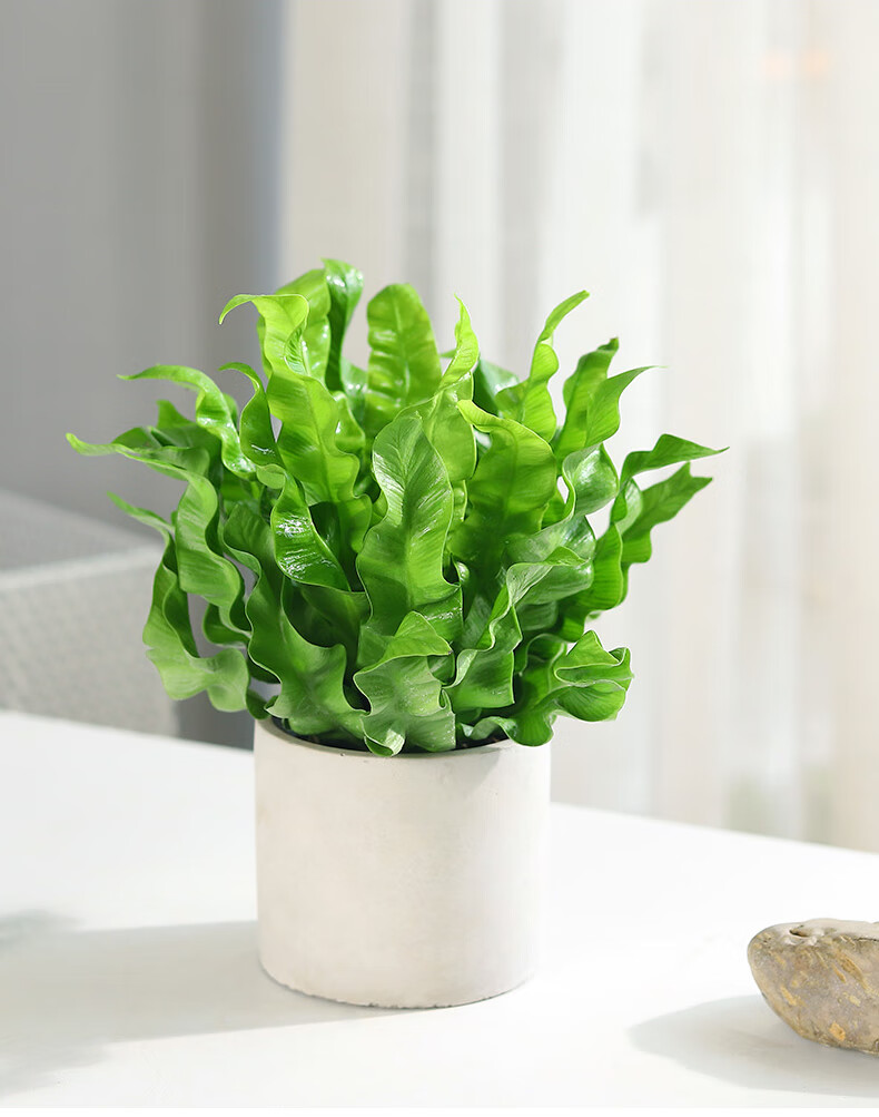 鸟巢蕨盆栽蕨类植物室内北欧风四季办公室绿植新奇花卉鹿角鸟巢蕨染蓝