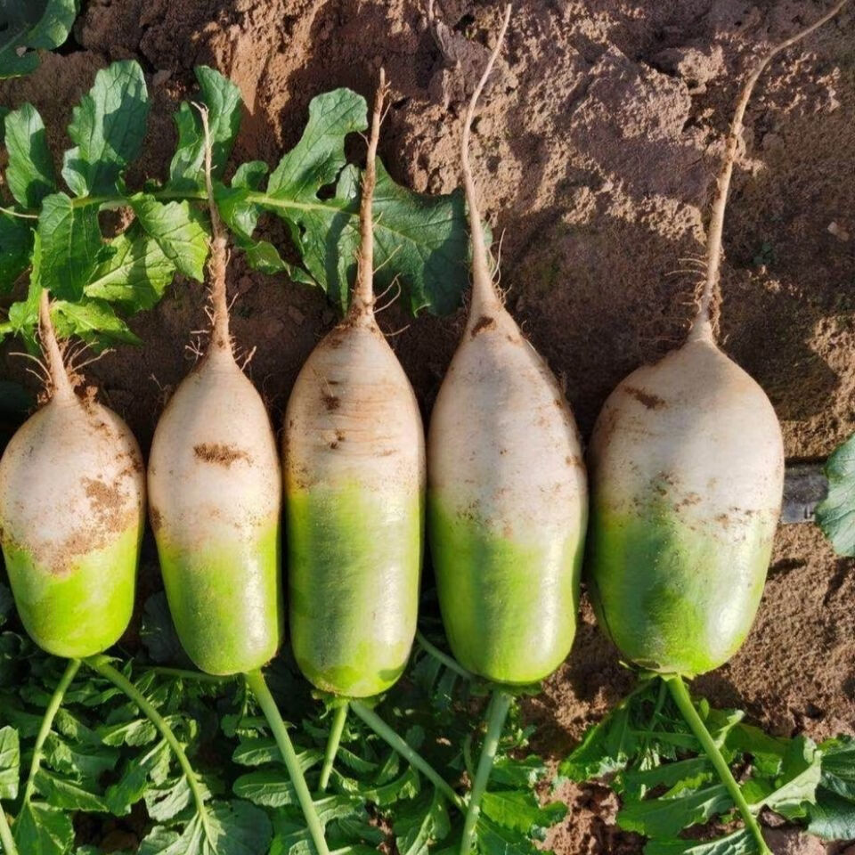 精选果蔬青萝卜农家自种生吃白萝卜脆新鲜蔬菜水果胡萝卜2510斤青萝卜