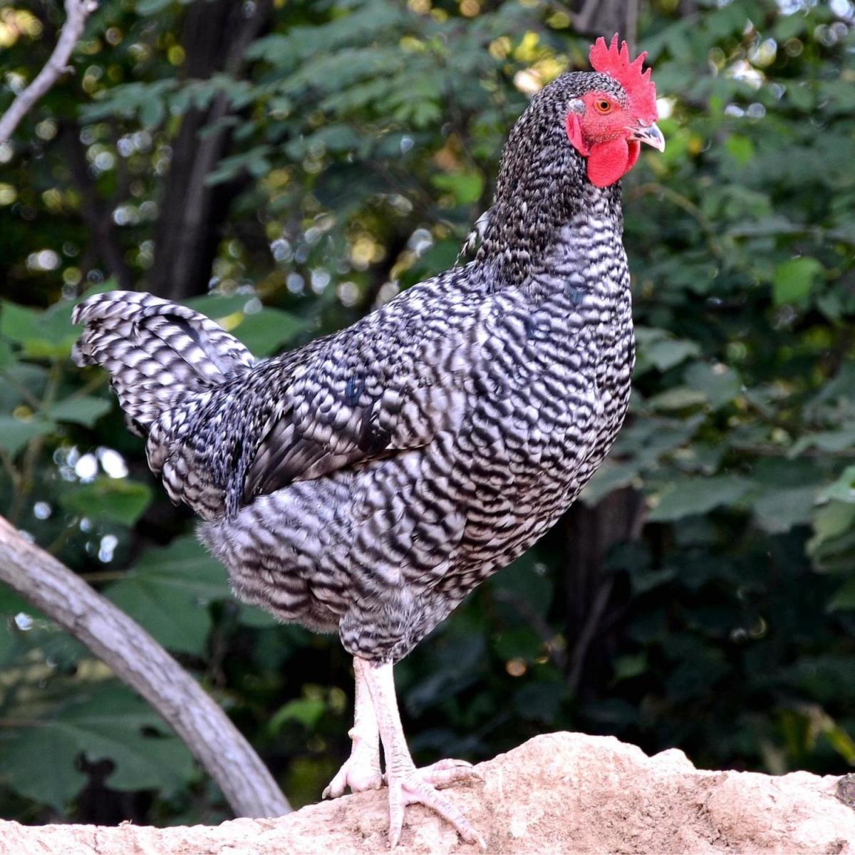 纯种芦花鸡半斤大种黑芦花鸡半大汶上芦花鸡白芦花活体脱温鸡幼苗半斤