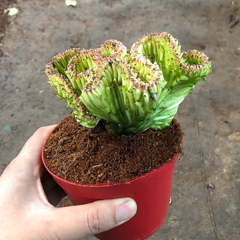 黄金万年草多肉植物小盆栽室内四季易活肉肉老桩蒂亚佛珠花卉绿植