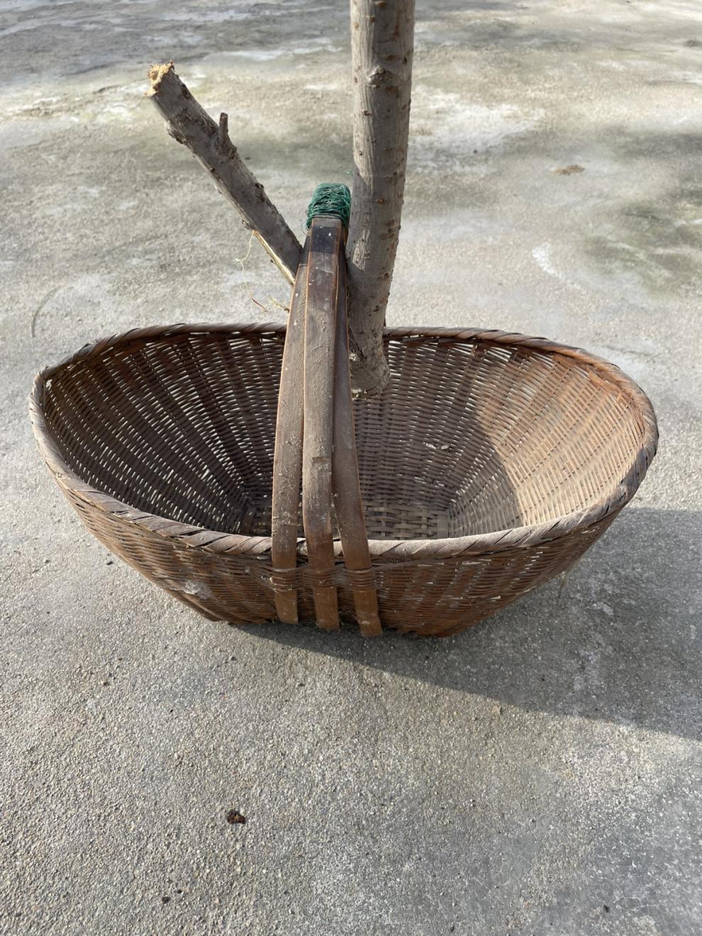 农具博物馆展品教学具直播间创作复古道具 20厘米左右玉米穗2支【图片