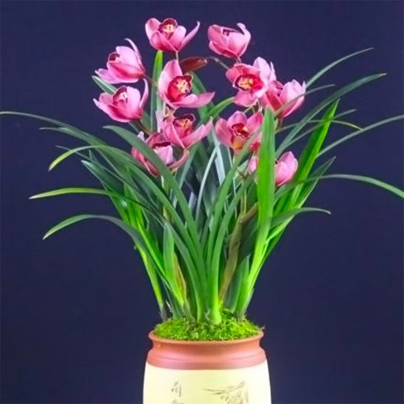 超香名贵兰花金玉满堂浓香大花朵盆栽室内花卉建兰绿植兰草桃花4苗