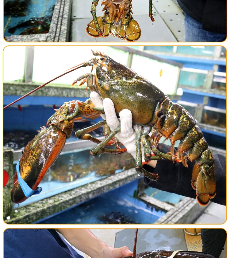 【活鮮】波士頓龍蝦鮮活大龍蝦生鮮 蝦類加拿大波龍海鮮水產 【包活