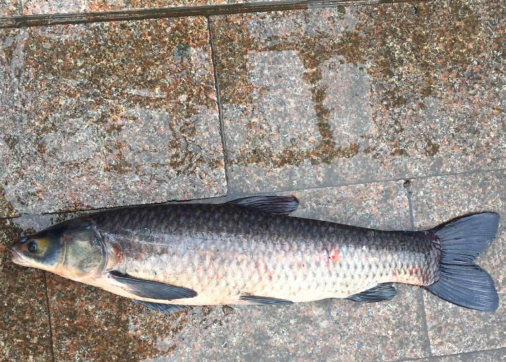 青鱼鲜活现杀螺蛳青乌青鱼螺丝青鱼淡水鲜活草鱼活体现杀 15斤左右整