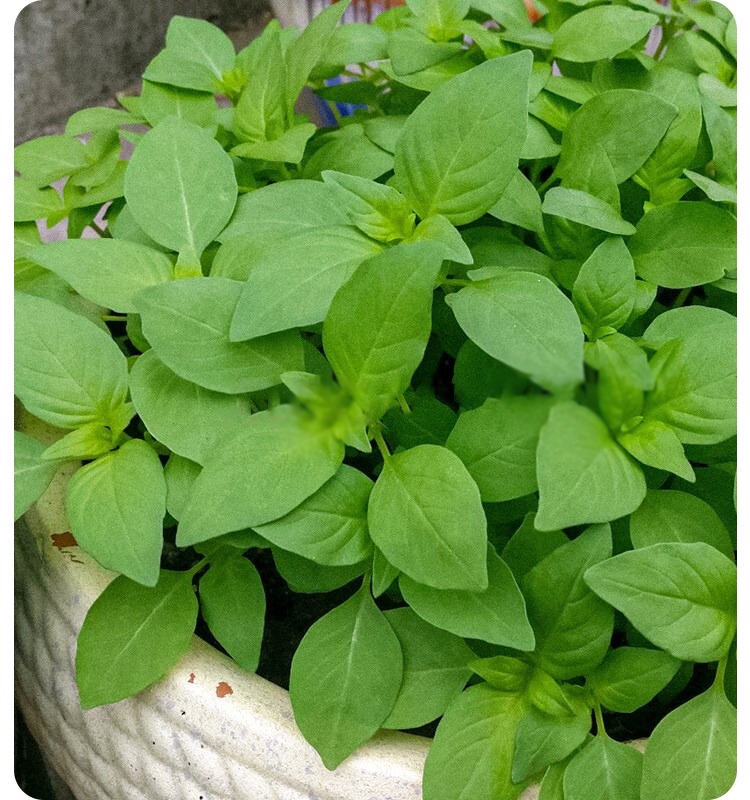 荆芥菜种籽河南大叶荆棘种子菜籽夏季四季盆栽荆菜荆芥蔬菜苗孑籽荆芥