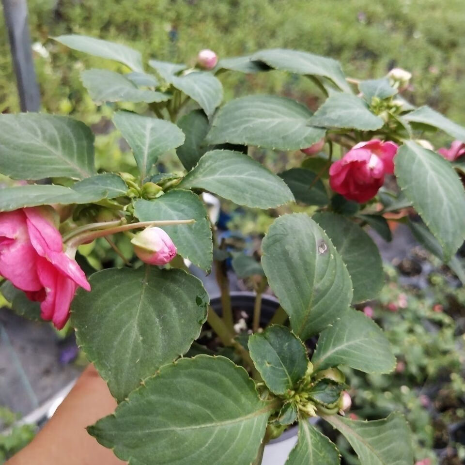 新水梅花非洲重瓣鳳仙花釐米盆栽小苗四季開花水梅花新品磐闕紅白雙色