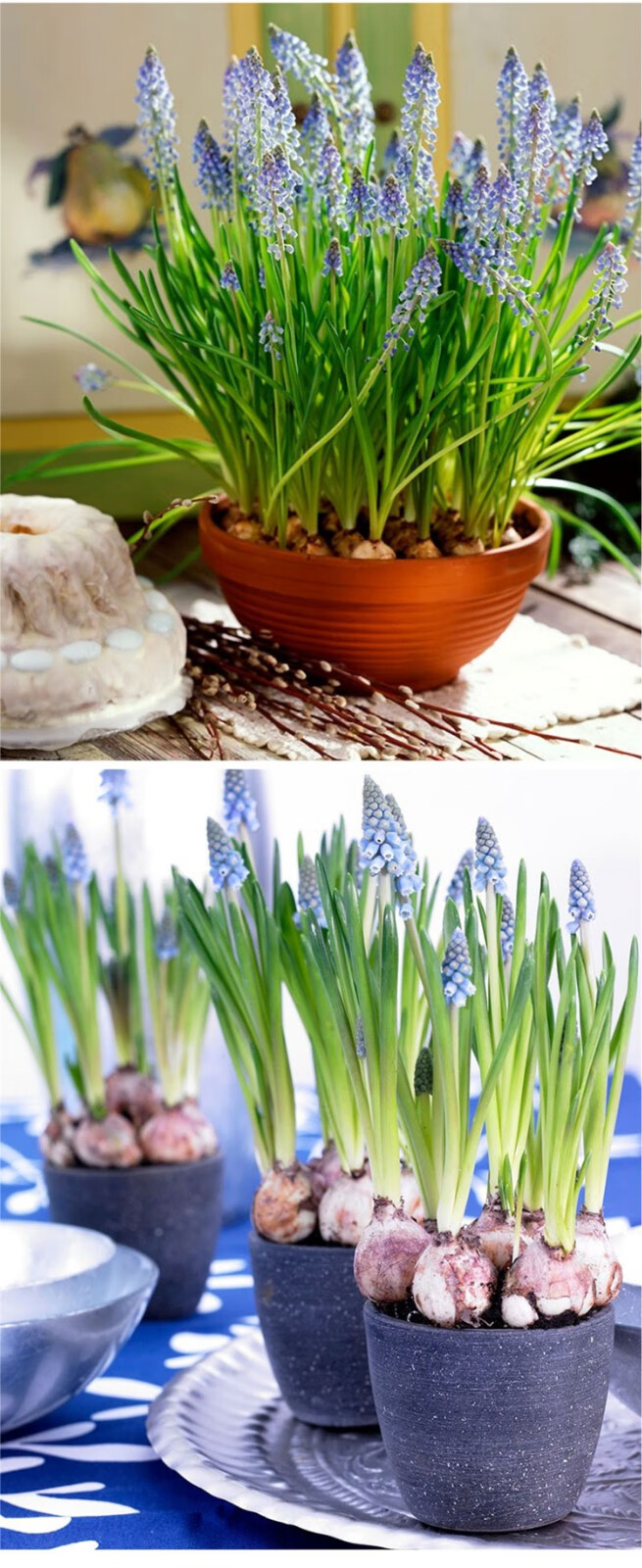 葡萄风信子种球 多年生球根花卉庭院室内阳台植物易养 亚美尼亚5球装