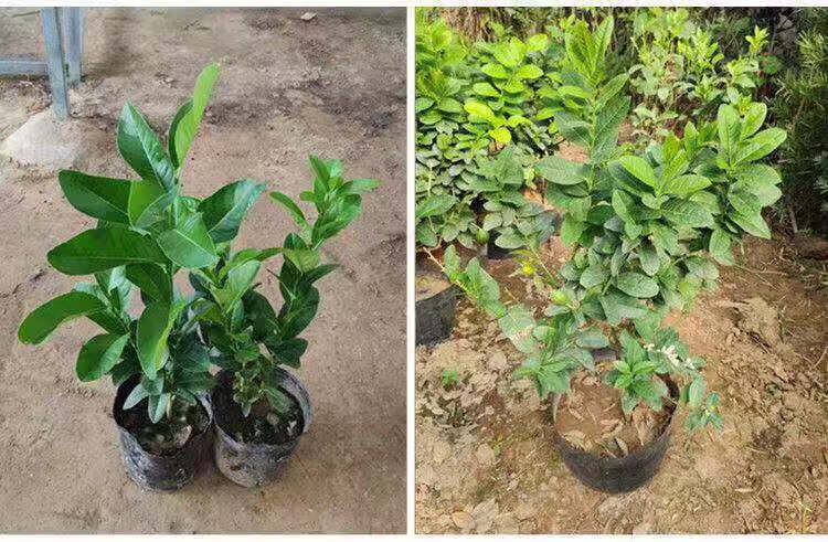 柠檬树盆栽 室内盆栽 可食用 幼苗 带果苗 青柠檬 4年苗 幼小(带1-2个